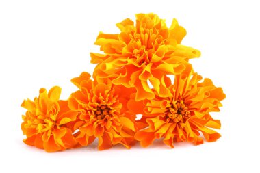 beyaz arkaplanda izole edilmiş kadife çiçekleri