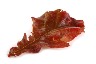 Sonbahar meşe yaprakları beyaz arkaplanda izole