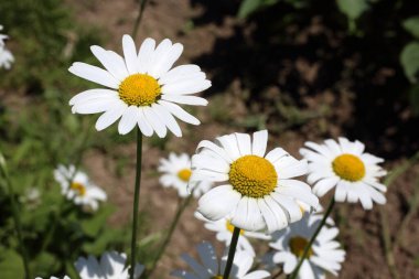 İnanılmaz çiçeklere yakın.