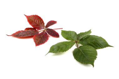 Blackberry 'nin sonbahar yaprakları beyaz arkaplanda