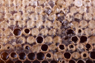 taze ve lezzetli bal peteği