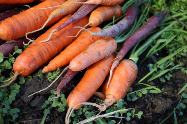 Tarlada havuç hasadı. Farklı havuç çeşitleri - turuncu ve mor