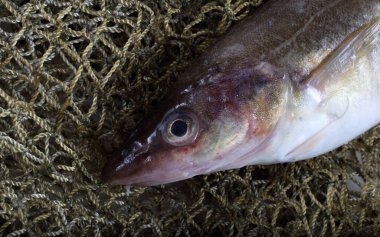 İnternette safran morina balığı