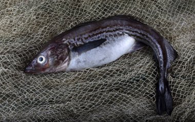 Pollock internette. Yakalayın