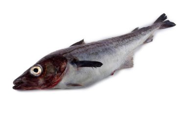 Beyaz arkaplanda Pollock