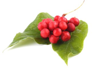 Schisandra Chinensis beyazı izole etti