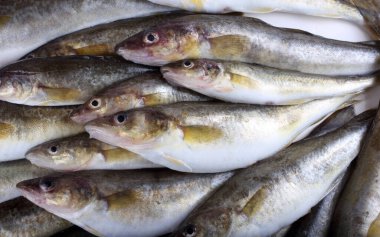 Safran kodları arka plan. Yakalayın