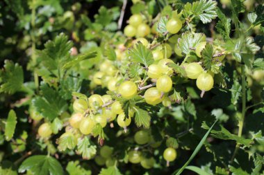 Çalının üzerinde büyüyen yeşil bektaşi üzümü