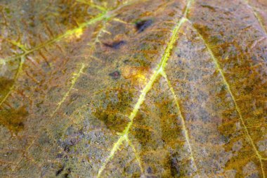 Parlak sonbahar yapraklarını kapatın.