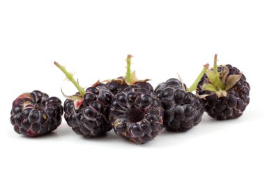 Black raspberries (Cumberland variety) clipart