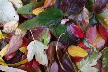 Sonbahar yapraklarını kapatın. Desenli arkaplan