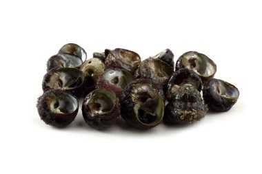 Deniz salyangozu. Uzak doğu mutfağında bu yumuşakçayı kullanın.