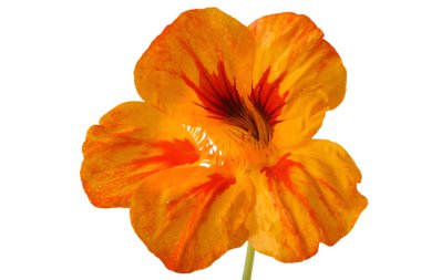 Büyüyen nasturtiyum beyazda izole edilmiş.