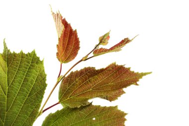 Sonbahar fındık yaprağı beyaza izole edilmiş.