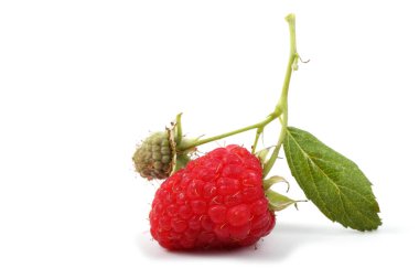 Olgun ahududular beyaz arka planda izole edilmiş.