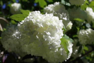 Buldenezh çiçeği. Beyaz çiçekler