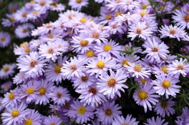 İnanılmaz çiçeklere yakın.