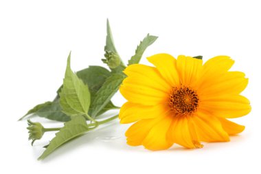 Çiçek açan muhteşem çiçeğe yaklaş