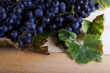 Masada siyah şarap üzümü