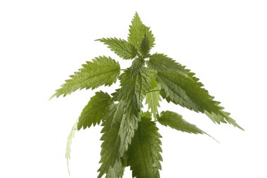 Büyüyen ısırgan otu beyazı izole eder