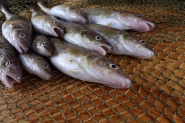 İnternette taze safran morina balığı