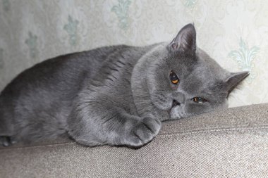 Beyaz arka planda izole edilmiş İngiliz kedisi