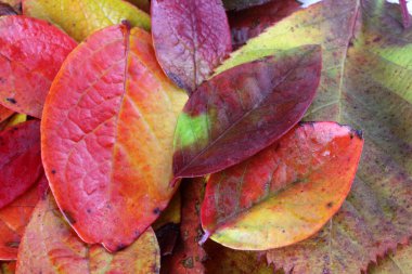 Sonbahar yapraklarını kapatın. Desenli arkaplan