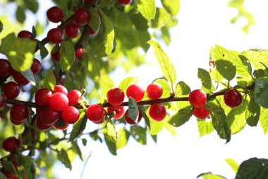 Nanking kirazı yetiştiriyorum. Uzak Doğu lezzeti