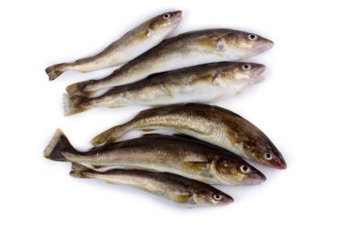 Safran morina balığı beyazda izole edilmiş.