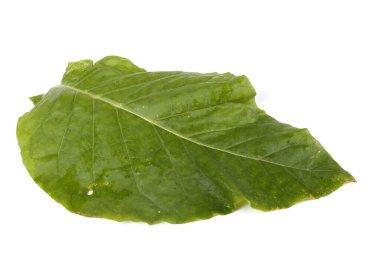 Tütün yaprağı beyaza izole edilmiş