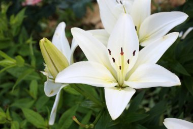 İnanılmaz çiçeklere yakın.