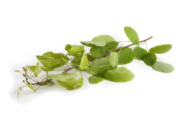 Yeşil lespedetler beyaz üzerine izole edilmiş