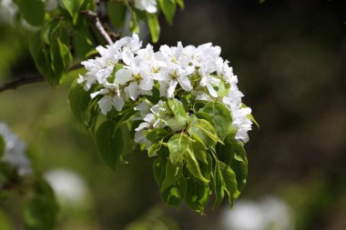 İnanılmaz çiçeklere yakın.