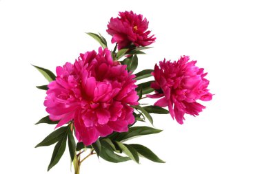 Üç şakayık. Buket beyaz üzerine izole