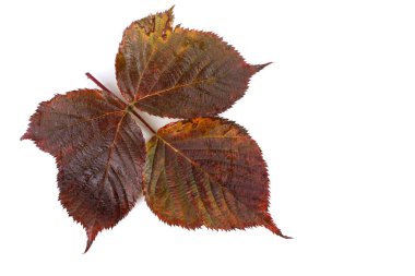 Blackberry 'nin sonbahar yaprakları beyaz arkaplanda