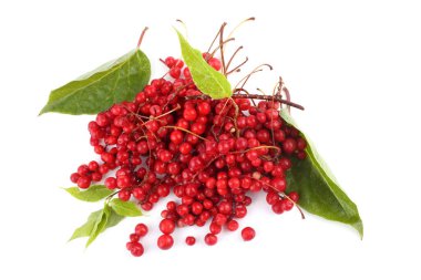 Schisandra Chinensis beyazı izole etti