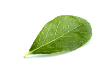 Beyaz arkaplanda izole edilmiş ağaç yaprakları