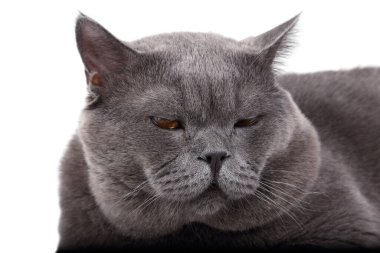 Beyaz arka planda izole edilmiş İngiliz kedisi