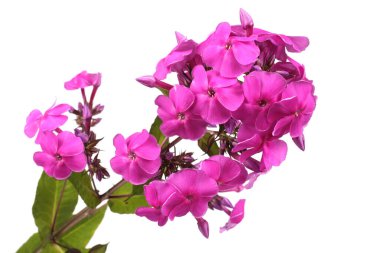 İnanılmaz çiçeklere yakın.