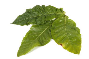 Tütün yaprakları beyaz üzerine izole