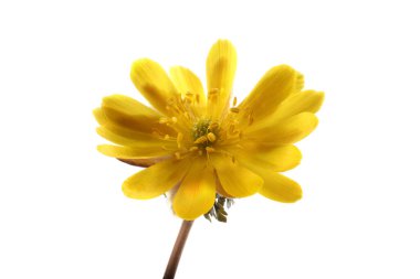 Adonis amurensis. Uzak doğu sarı kar damlası