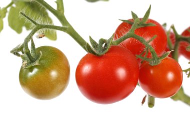 Beyaz arka planda izole edilmiş taze domatesler