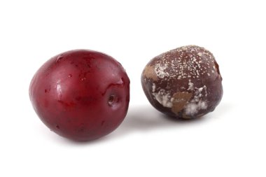 Erik ve çürük erik.
