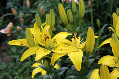 İnanılmaz çiçeklere yakın.