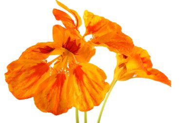 Büyüyen nasturtiyum beyazda izole edilmiş.