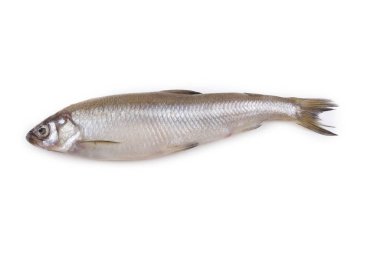 Erimiş balık beyazda izole edilmiş.