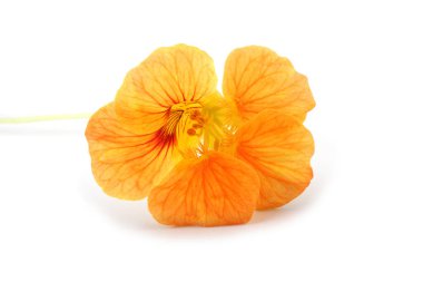 Çiçek açan muhteşem çiçeğe yaklaş