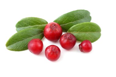 beyaz arkaplanda kızılcıklar