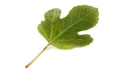 Beyaz üzerinde incir yaprağı izole