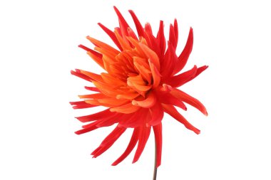 İnanılmaz çiçeklere yakın.